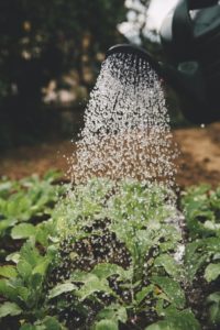 Gardening fort collins