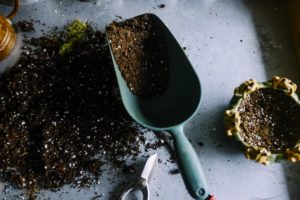 gardening in northern colorado